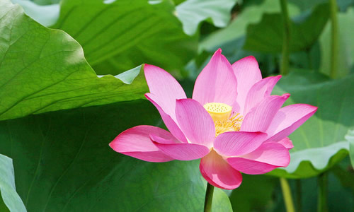四季的莲花作文