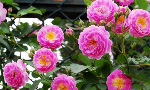 描写月季的作文600字