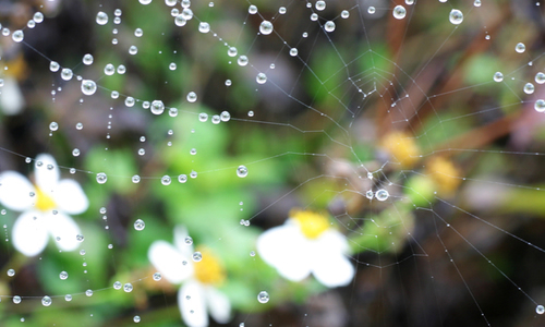 描写小雨雨景的作文
