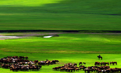 描写草原的作文300字