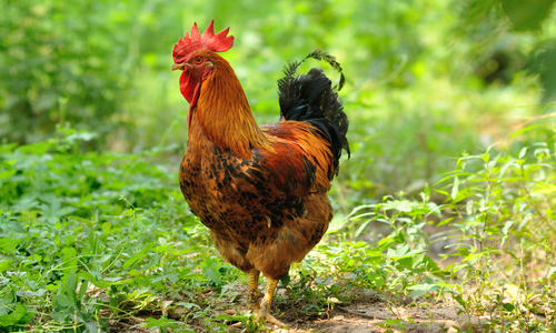 美丽的大公鸡作文