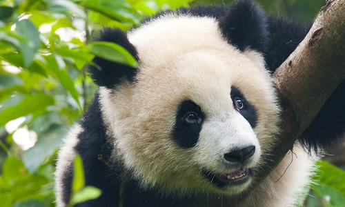 >> 作文小熊猫  写一篇小熊猫作文应该怎么写答:可爱的小熊猫同学们