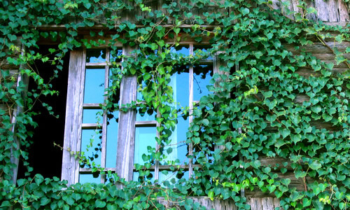 爬墙虎的叶子 1453518591116697.jpg