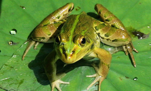 青蛙的作文100字_作文大全