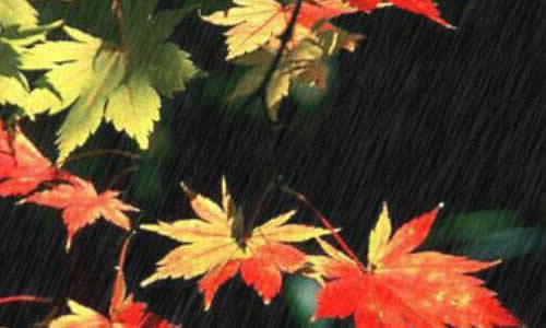 秋雨五年级作文