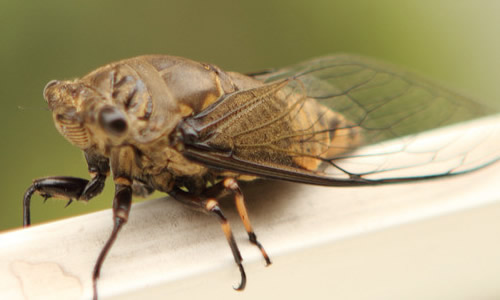知了学飞作文400字
