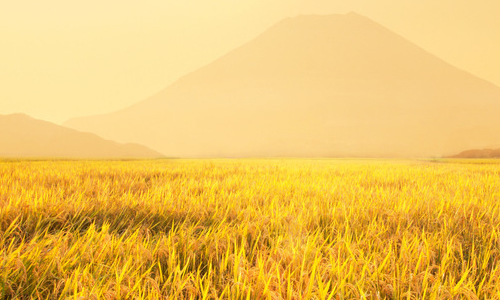 秋天的稻田作文400字