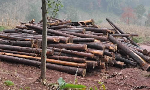 树木砍伐与环保作文-用树木被污染写-篇保护环