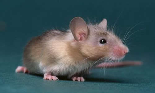 关于老鼠的作文150字8篇