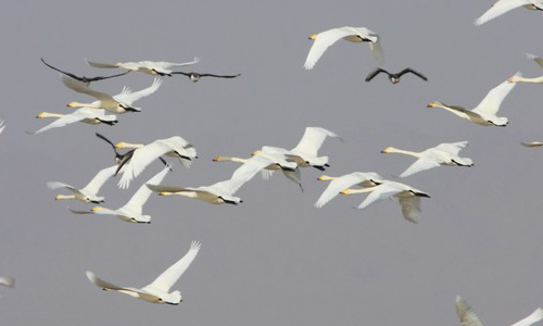 飞翔的600字作文8篇