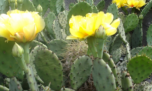 ǿ