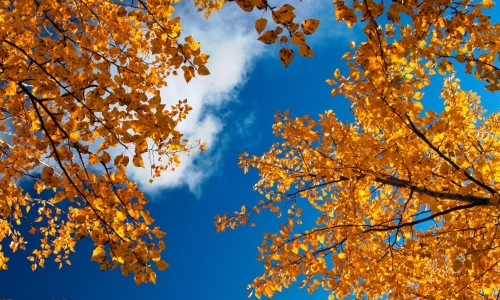 我爱秋天作文三年级