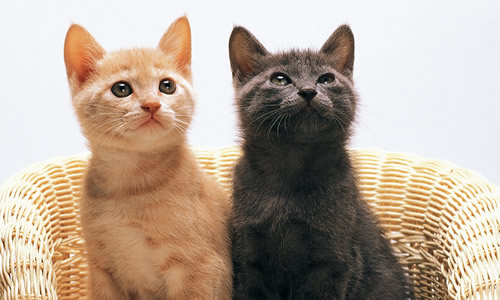 壁纸 动物 猫 猫咪 小猫 桌面 500_300