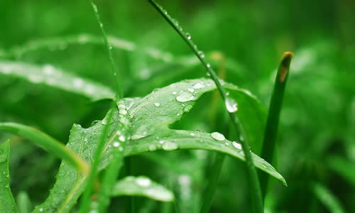 我爱小草作文350字