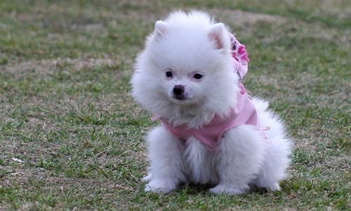 我家小狗半夜被陌生狗咬死并且吃掉,怎么回事