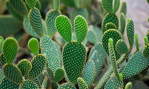 Ƴ  