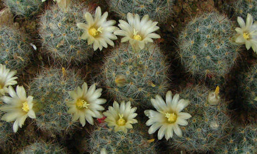 仙人球的作文400字