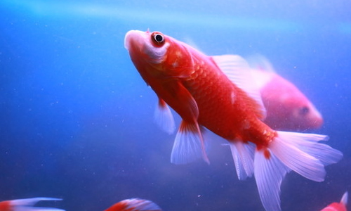 像鱼儿一样生活作文