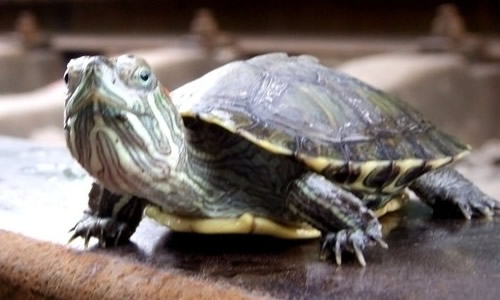 最适合饲养乌龟的玻璃缸什么的,杭州有哪里可以买到?_宠物_奇飞知识网