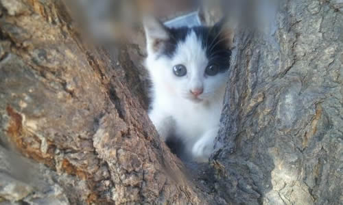 观察小猫的作文结尾怎么写?本人 急急啊!快