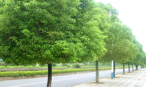 写樟树的作文初中