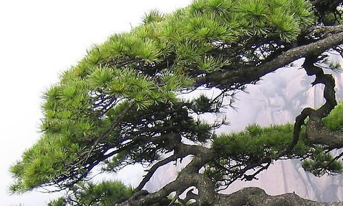 校园里的松树作文