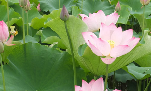 荷花作文600_荷花的作文_荷花作文300字