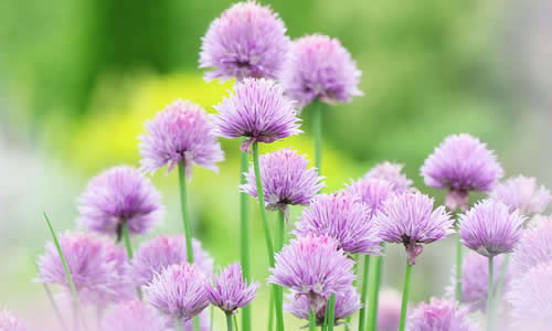 苏教版七年级下册语文第五单元作文:新闻一则