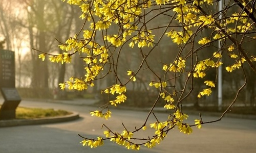 北师大版七年级下册语文第二单元作文:我眼中的春天