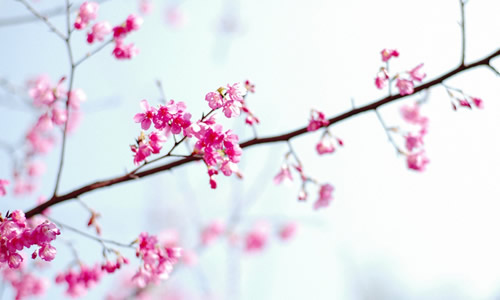 北师大版三年级下册语文第二单元作文:春天的