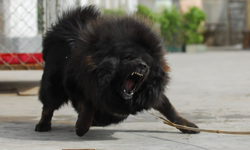 只剩下三只小藏獒,小藏獒发出了凄惨的叫声,任凭小藏獒怎么叫,他们的