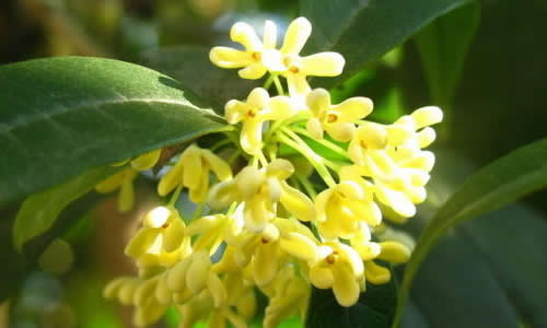 桂花树的作文200字_观察桂花树的作文_桂花作文