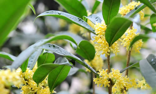 桂花飘香作文_写桂花树的作文_桂花作文