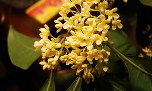 桂花飘香作文_桂花作文_写桂花树的作文