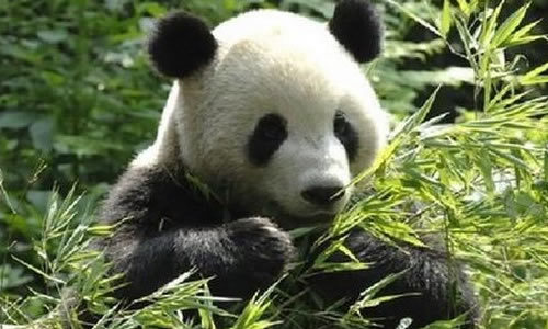 熊猫吃竹子作文300字