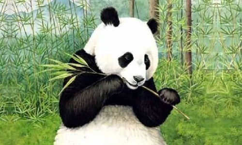 一年级熊猫吃竹子作文