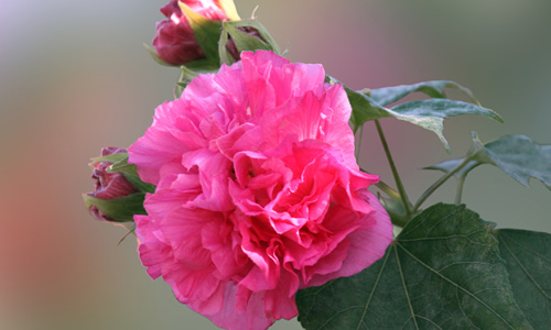芙蓉花作文