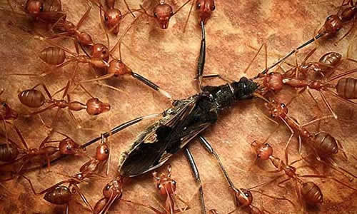 动物团结作文600字