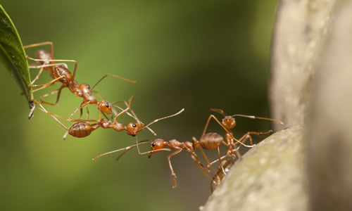 赞美蚂蚁团结作文