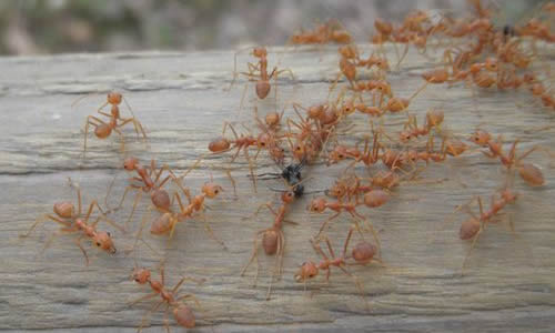 团结蚂蚁六年级作文