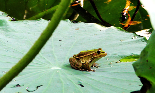 我是大青蛙,专吃害虫