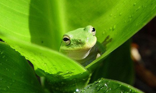 马猪蛇猜成语(3)