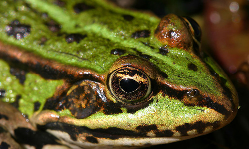 青蛙一天能吃多少害虫
