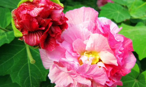 借芙蓉花喻人的作文