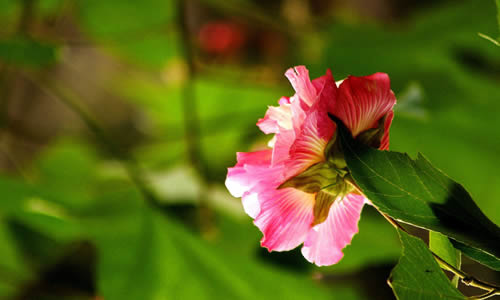 芙蓉花简谱_芙蓉花国画