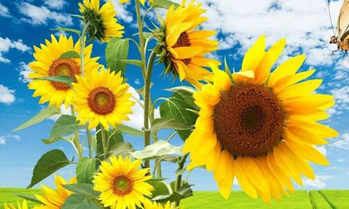 我爱向日葵作文300字