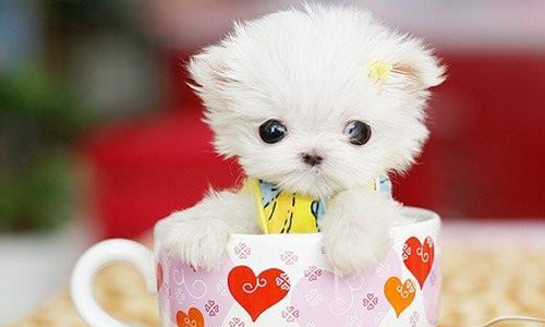 茶杯犬作文150字