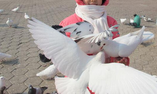 热爱和平作文600字