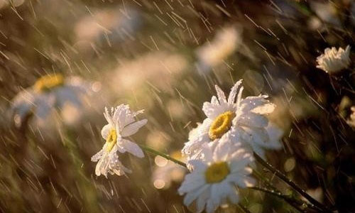 天堂里的老师读后感