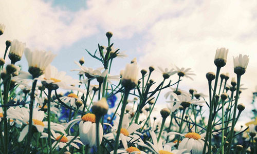 大自然的文字读后感